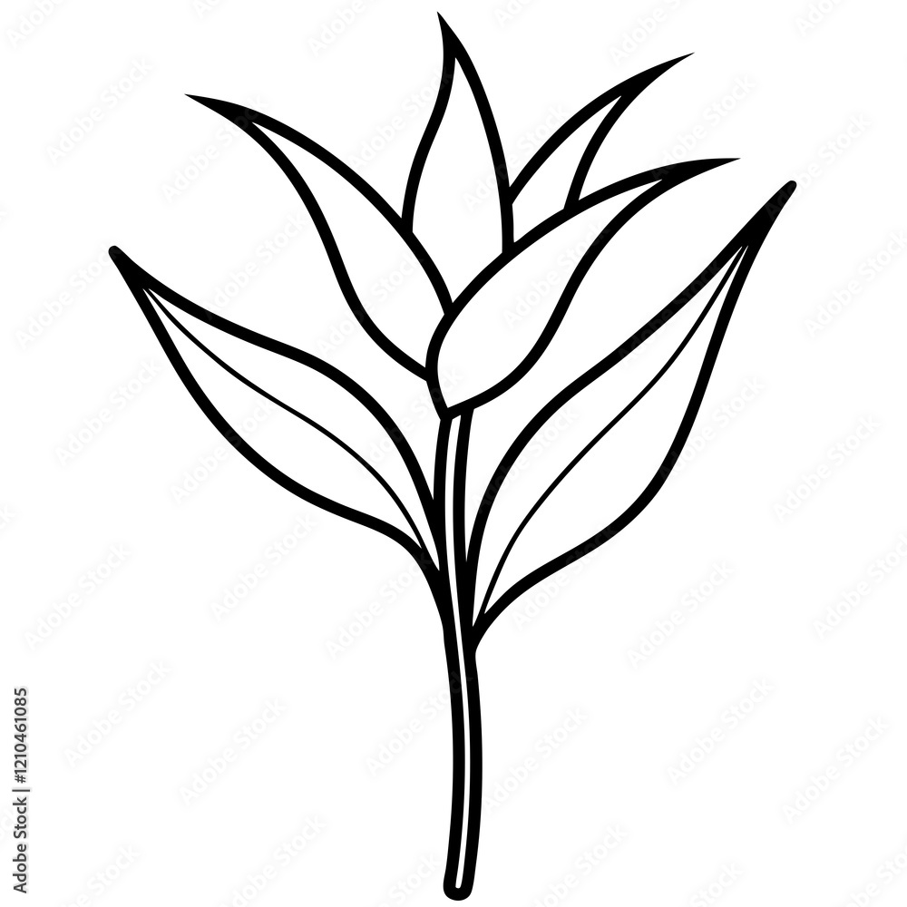 Heliconia flower line art vector illustration Heliconia flower line art vector illustration