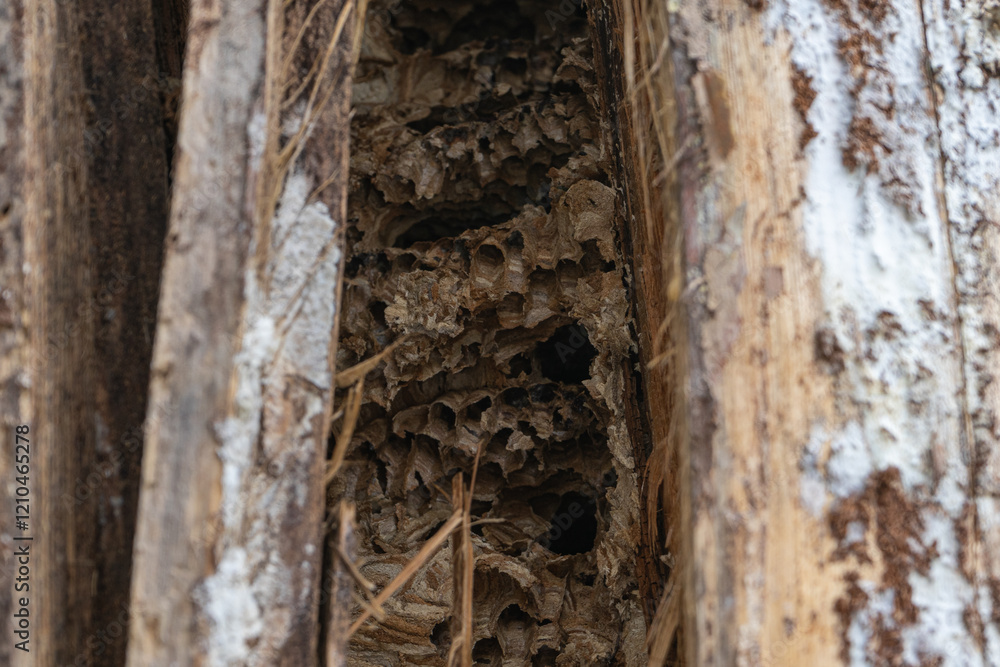 abandoned hornets nest inside tree trunk