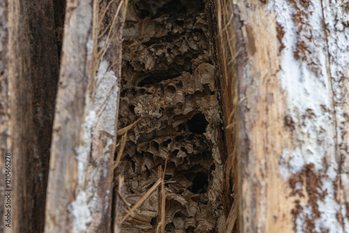 Obraz na płótnie abandoned hornets nest inside tree trunk w salonie