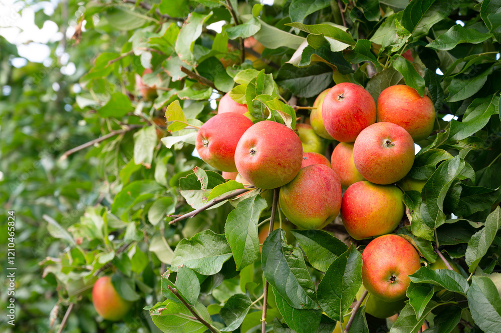 Ripe red apples growing on the tree, healthy fruits on platation, harvest in summer or autumn, agriculture farm, garden Ripe red apples growing on the tree, healthy fruits on platation, harvest in summer or autumn, agriculture farm, garden