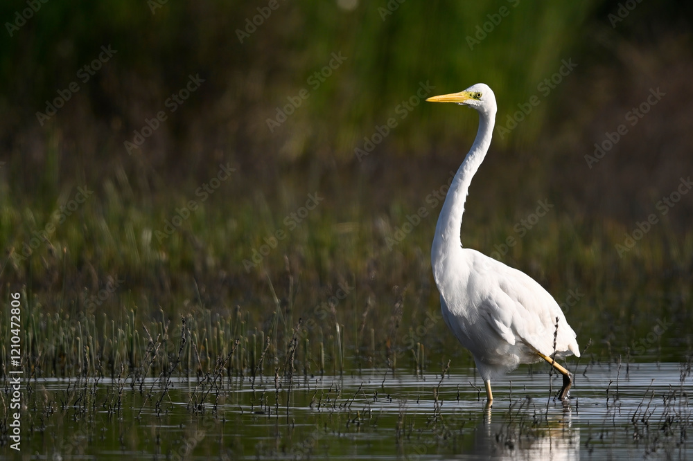 Naklejka premium Great egret // Silberreiher (Ardea alba)