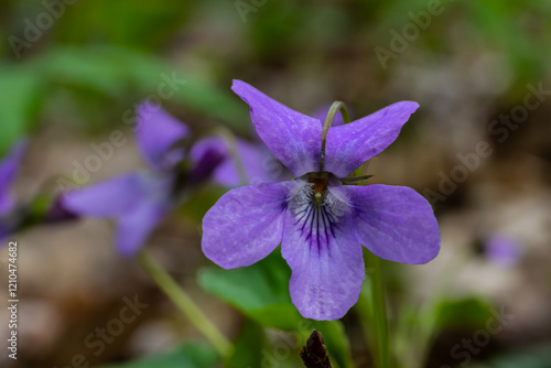 Viola odorata. Scent-scented. Violet flower forest blooming in spring. The first spring flower, purple. Wild violets in nature