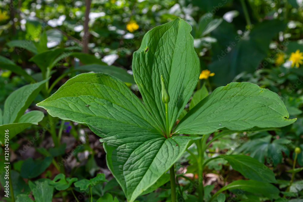 Obraz premium Paris quadrifolia in bloom. It is commonly known as herb Paris or true lover's knot