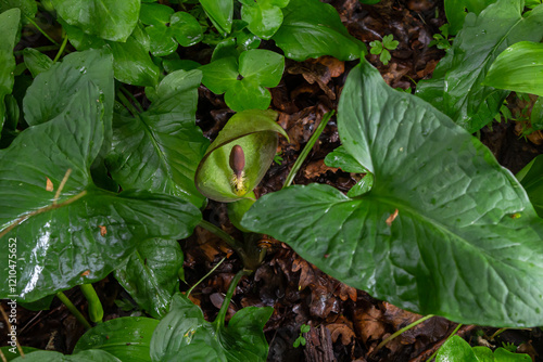 Cuckoopint or Arum maculatum arrow shaped leaf, woodland poisonous plant in family Araceae. arrow shaped leaves. Other names are nakeshead, adder's root, arum, wild arum, arum lily, lords-and-ladies photo