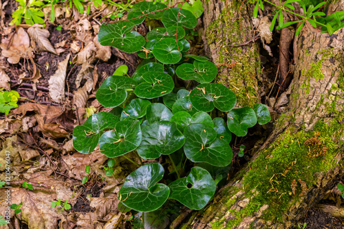 Shiny green foliage from wild ginger plants, Asarum europaeum photo