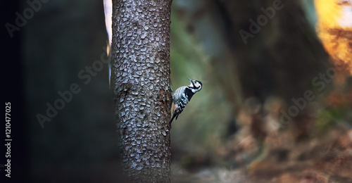 Dendrocopos leucotos on a tree looking for food in sunset and sunrise. photo