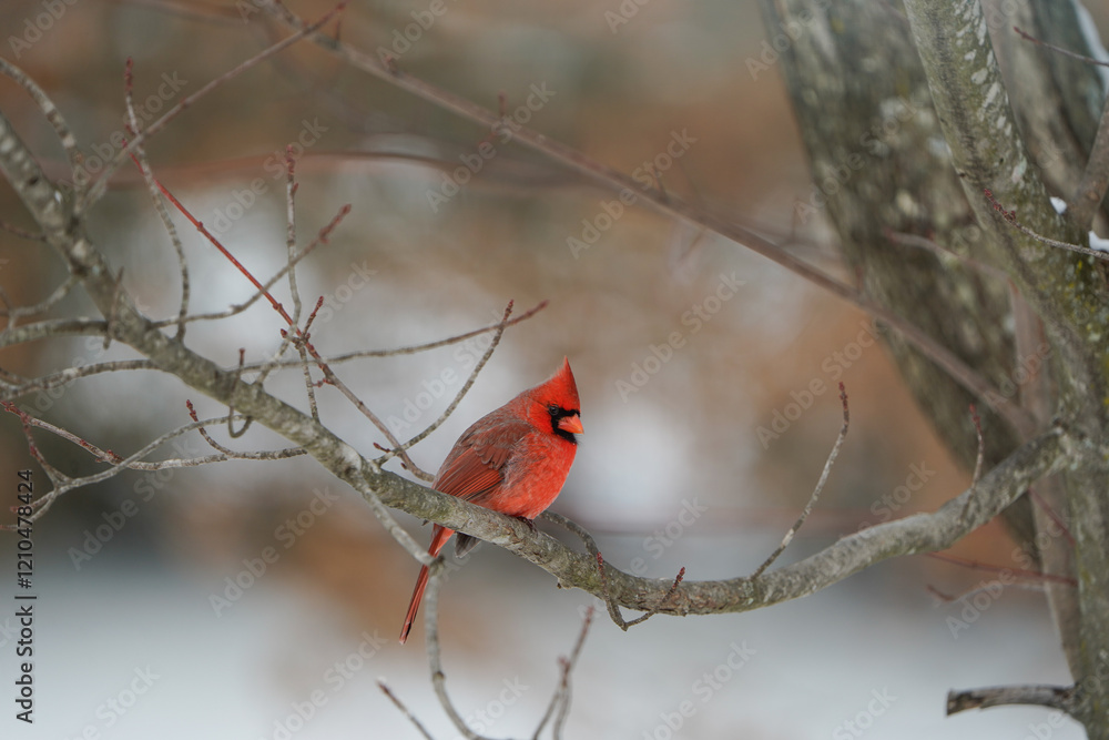 Male cardinal bird sitting on a branch of an Maple Tree. Winter in Western Pennsylvania. Male cardinal bird sitting on a branch of an Maple Tree. Winter in Western Pennsylvania.