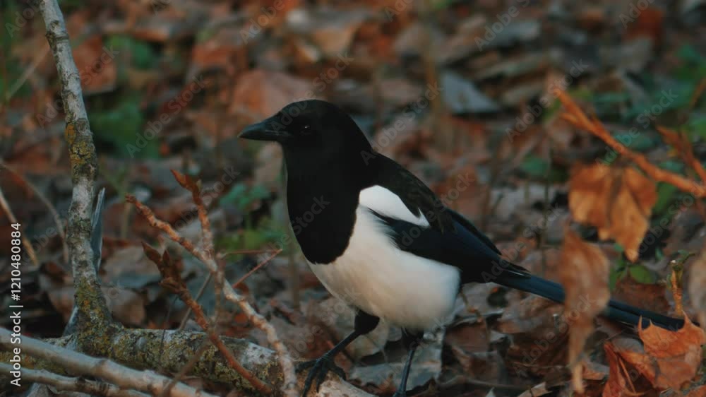 An elegant magpie is foraging gracefully among the colorful autumn leaves in the scenery An elegant magpie is foraging gracefully among the colorful autumn leaves in the scenery