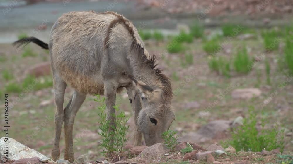 A wild donkey grazes near a patch of grass, carefully nibbling on small rocks and vegetation during late afternoon light, showcasing its natural behavior A wild donkey grazes near a patch of grass, carefully nibbling on small rocks and vegetation during late afternoon light, showcasing its natural behavior