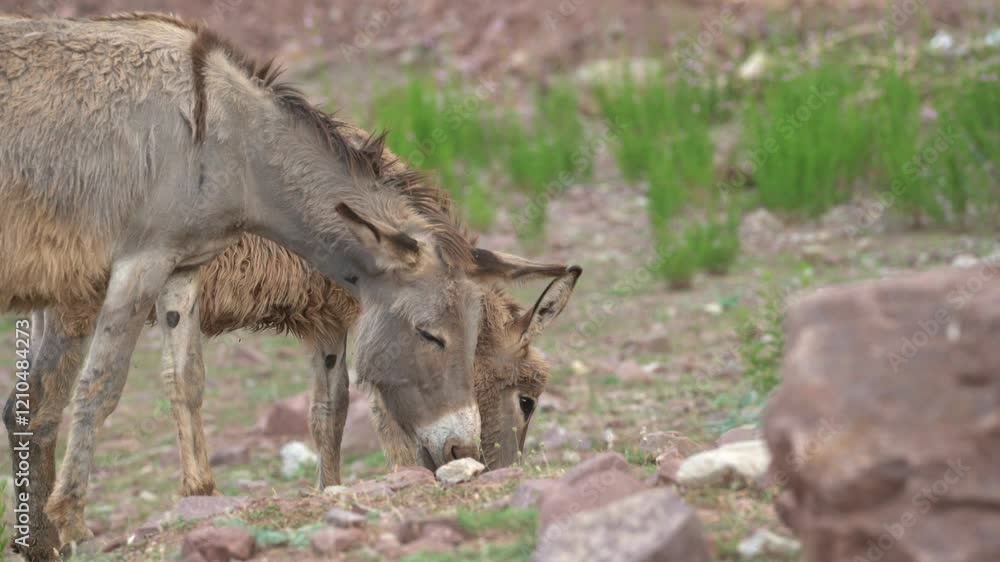 A wild donkey grazes near a patch of grass, carefully nibbling on small rocks and vegetation during late afternoon light, showcasing its natural behavior A wild donkey grazes near a patch of grass, carefully nibbling on small rocks and vegetation during late afternoon light, showcasing its natural behavior