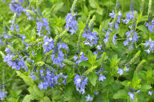 In nature, among the herbs grows veronica teucrium photo