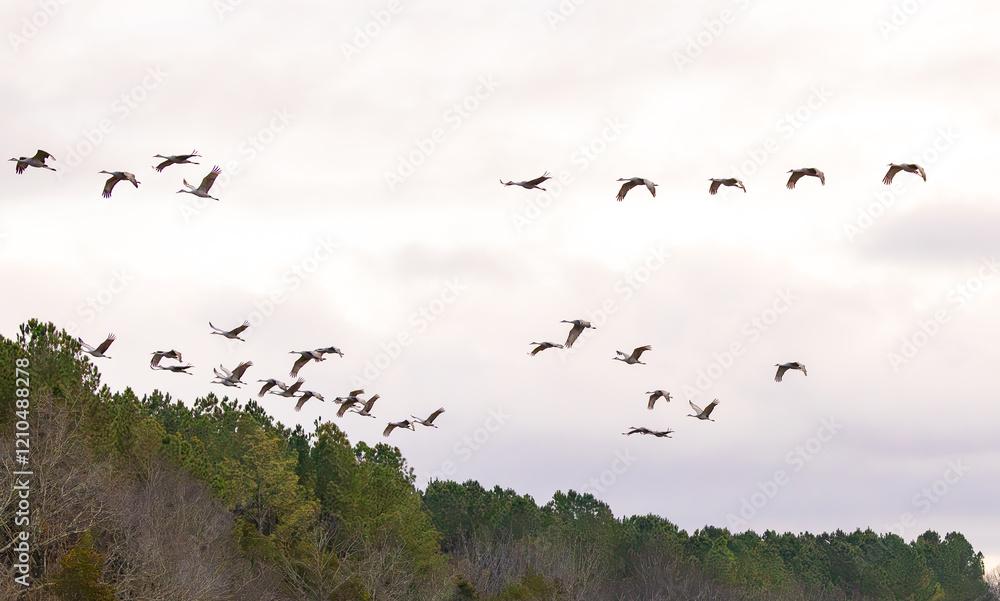 Sandhill Cranes flying at sunset on a cloudy day at Hiwassee Sandhill Crane Refuge. Sandhill Crane is a large migratory crane native to North America. Sandhill Cranes flying at sunset on a cloudy day at Hiwassee Sandhill Crane Refuge. Sandhill Crane is a large migratory crane native to North America.