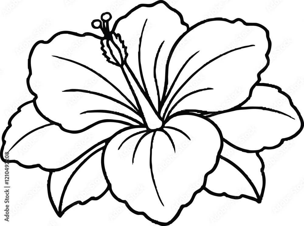 outline style hibiscus flower illustration outline style hibiscus flower illustration