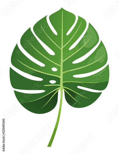 isolated monstera vector