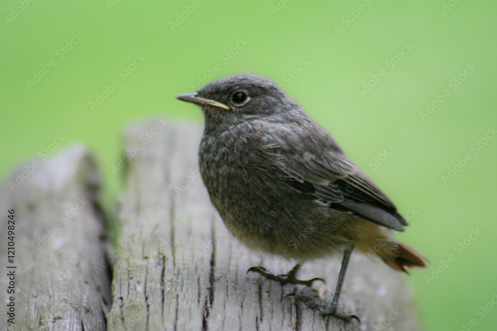 juvenile black redstart on a tree trunk, Phoenicurus ochruros juvenile black redstart on a tree trunk, Phoenicurus ochruros
