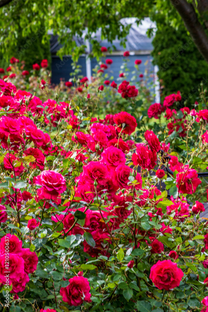 Vibrant Red Roses Blooming in a Lush Scenic Garden Setting Vibrant Red Roses Blooming in a Lush Scenic Garden Setting
