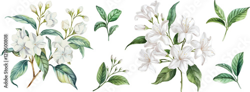 Jasmine watercolor clipart set. Hand Drawn Watercolor Jasmine Flowers and green leaves vector isolated on white background.