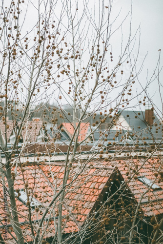 Wallpaper Mural Leafless tree (Platanus occidentalis)  with small fruits in winter against red rooftops. Urban background adds rustic charm to seasonal scenery. Torontodigital.ca