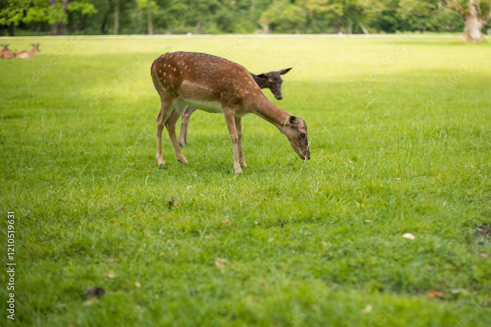 young shy fallow deer playing in the green meadow