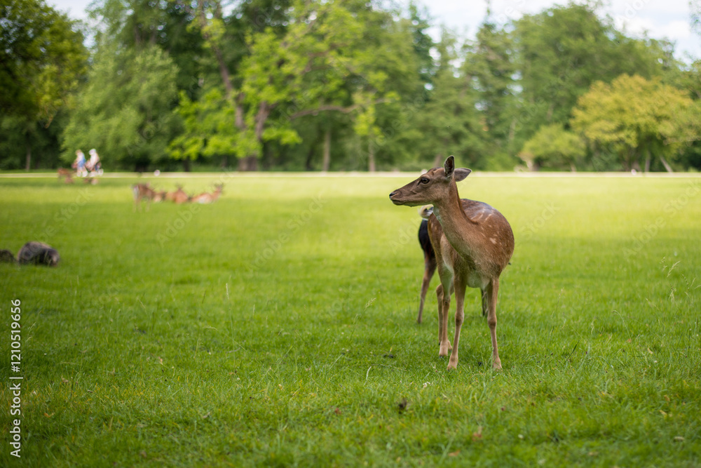 young shy fallow deer playing in the green meadow young shy fallow deer playing in the green meadow