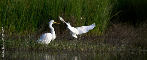 Silberreiher (Ardea alba) und anfliegender Seidenreiher (Egretta garzetta) // Great egret and Little egret approaching  photo