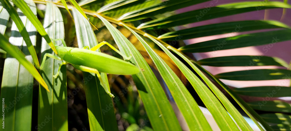 Naklejka premium green grasshopper on green leaves of palm
