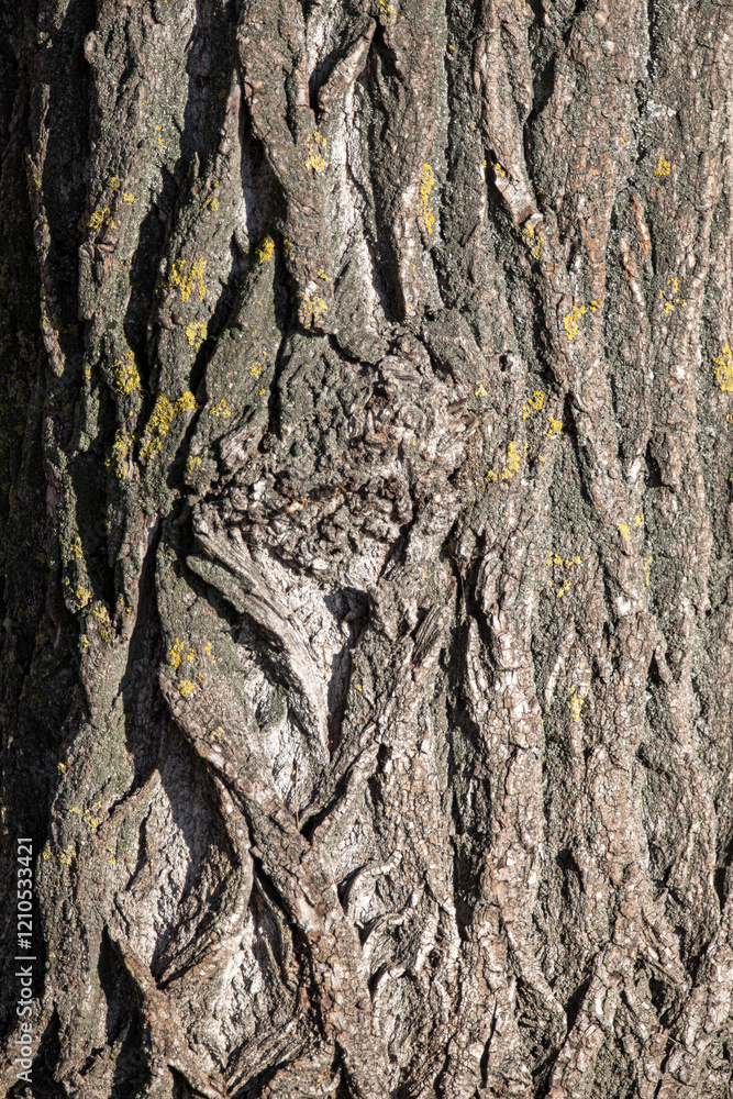 A tree trunk with a lot of moss on it A tree trunk with a lot of moss on it