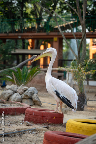 Pelican - A big bird with a long beak
