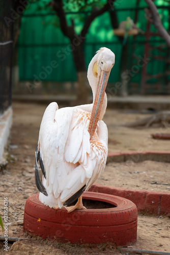 Pelican - A big bird with a long beak