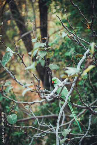 Rose-ringed parakeet