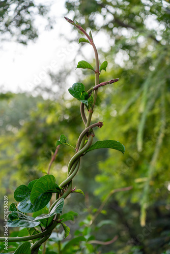 Creeper plant spinning around itself