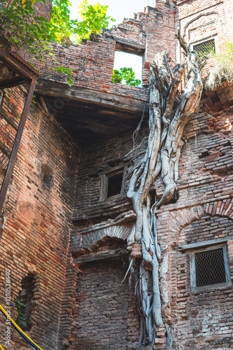 Old building in Rawalpindi - tree grown in the walls