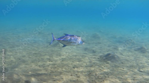 Video of Bluefin trevally swims in the shallow bay of Red sea photo