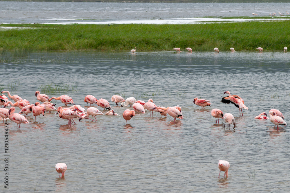 Obraz premium Greater flamingos are a genus of neognathous birds in the family Phoenicopteridae.