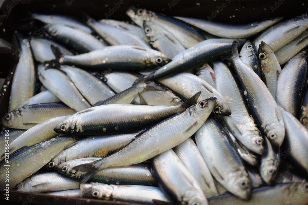 Fototapeta premium Scenes from a Fishing Trip