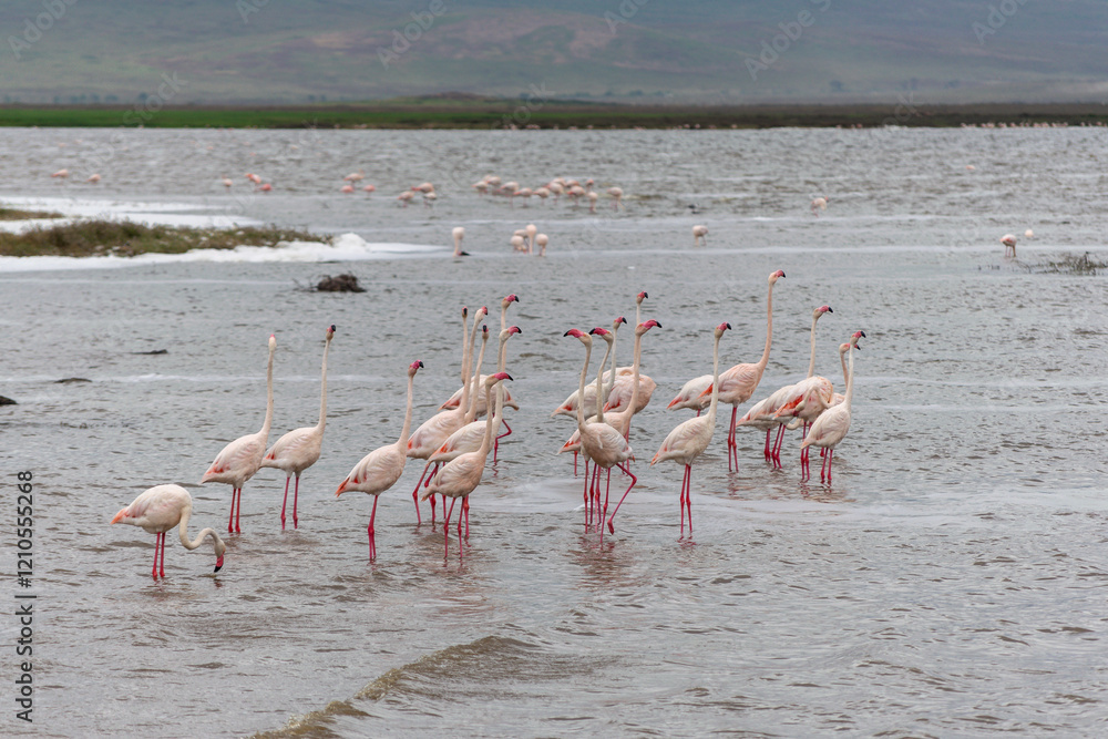 Naklejka premium Greater flamingos are a genus of neognathous birds in the family Phoenicopteridae.