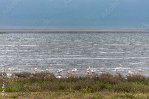 Greater flamingos are a genus of neognathous birds in the family Phoenicopteridae. photo