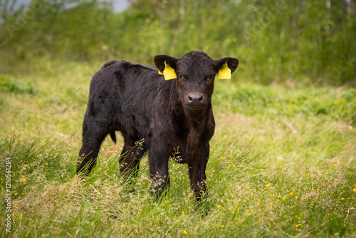 Black angus calf standing in grass, summer day in sunshine. Greenery in background