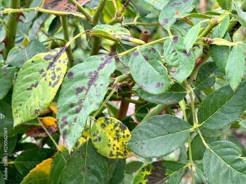 black spots on rose leaves. rose diseases. black spot. High quality 4k footage