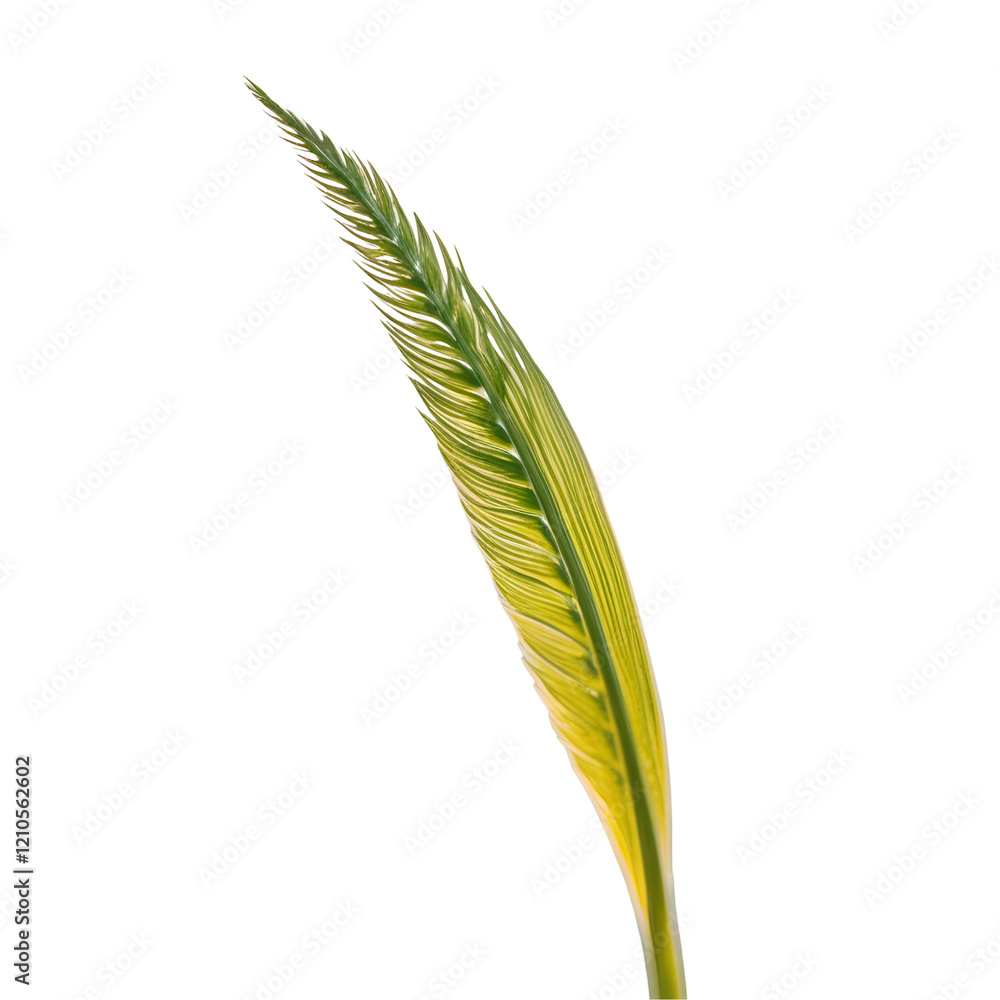 Grass Isolated on Transparent Background for Landscaping and Design
Grass Isolated on Transparent Background for Landscaping and Design