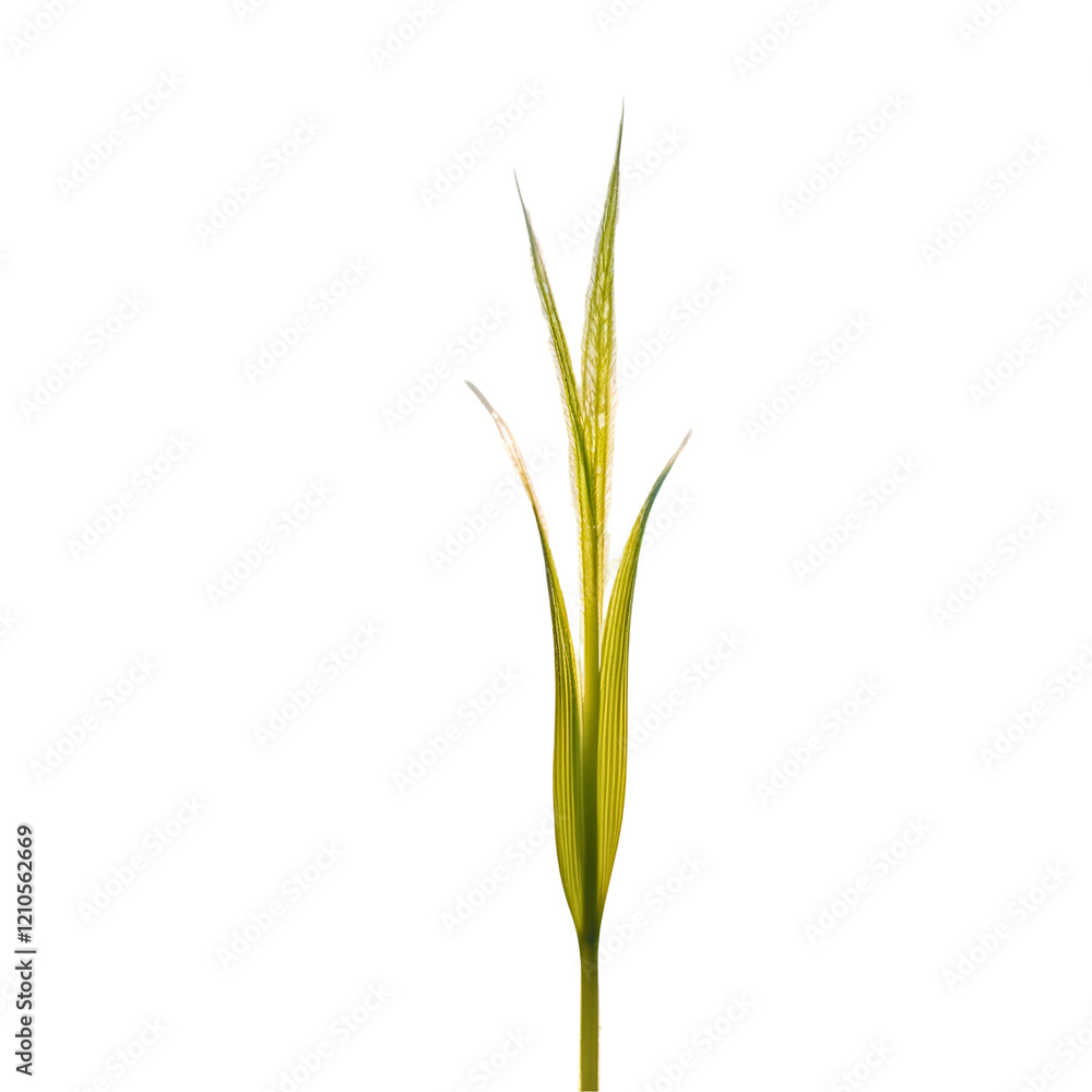 Naklejka premium Grass Isolated on Transparent Background for Landscaping and Design 