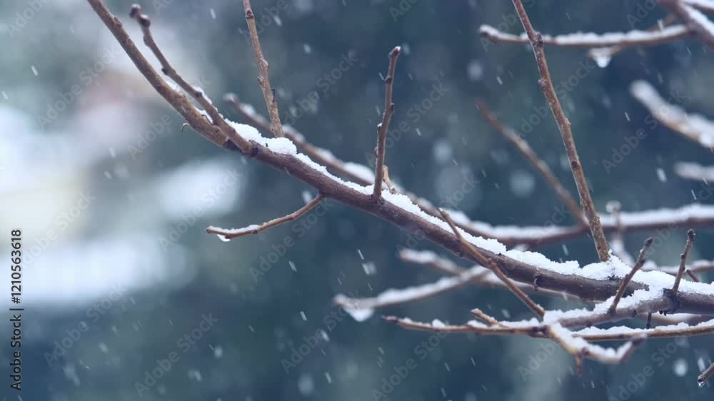 winter time: snowing on the tree, blizzard,snowing winter time: snowing on the tree, blizzard,snowing