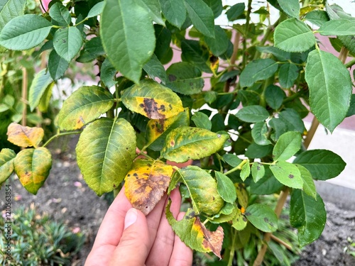 black spots on rose leaves. rose diseases. black spot. High quality 4k footage