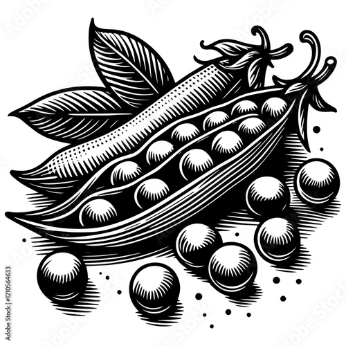 Pea Pod engraving sketch vector illustration