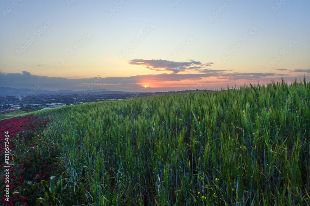 Obraz premium wheat field and blue sky, Green wheat fields and beautiful clouds. Green wheat field natural landscape in spring. Aerial view drone flight over a wheat field, jijel Algeria Africa, African agriculture