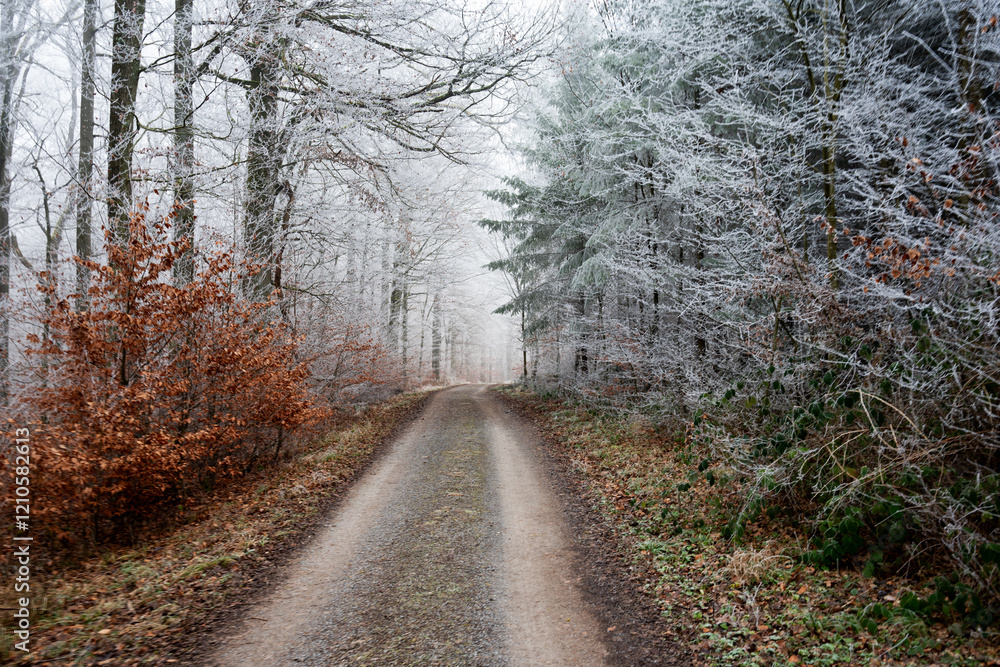 Naklejka premium road in the forest