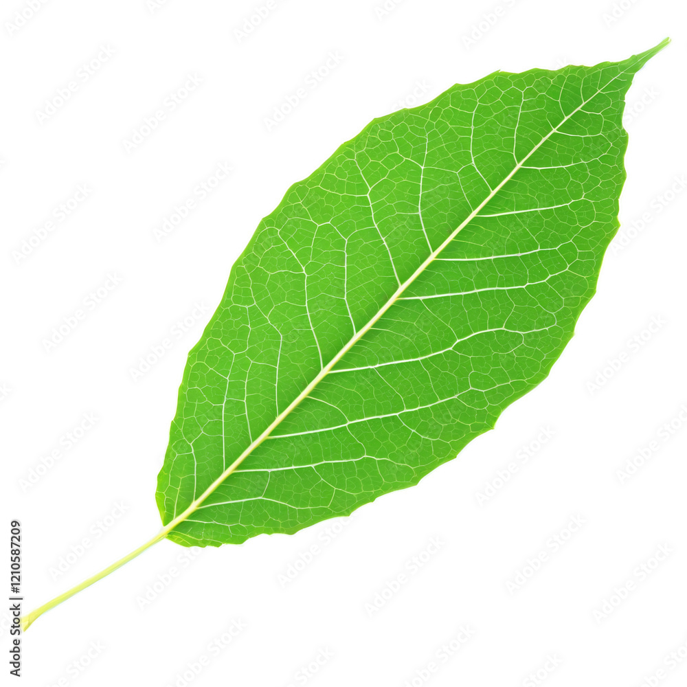 Obraz premium Green Leaf isolated on transparent background