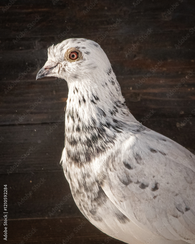 real photo, homing pigeon, pigeon, pet, portrait, bird, feathers, plain background real photo, homing pigeon, pigeon, pet, portrait, bird, feathers, plain background