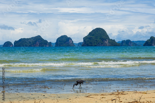 Pacific Reef-Heron bird at Tubkaek Beach, Krabi, Thailand photo