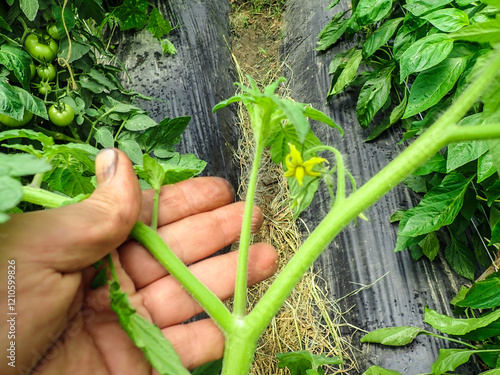 Prune the water shoots that grow between the stems and twigs of the tomato plant, man takes care of vegetables in the garden, forms bushes,tomatoes shoots and tall tomato bushes, pruning tomato shoots photo